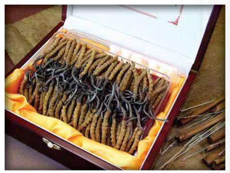 美姑冬虫夏草回收